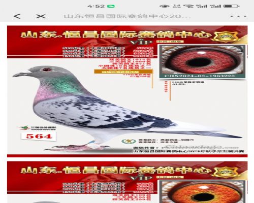 ·ǿʢԶ����