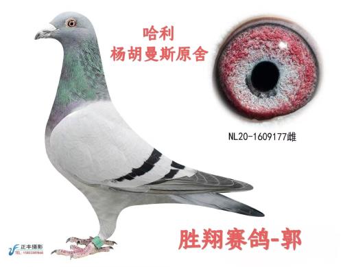 ʤ������-��