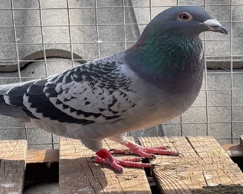 ����66λX18�ϴ�ֱ��