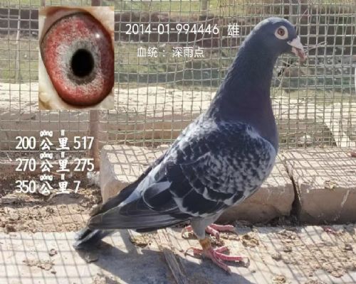 ���Ѫͳ��Ľ����