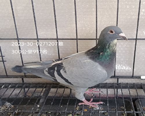 �ƻ�Ѫͳ��ɣ��ʿ