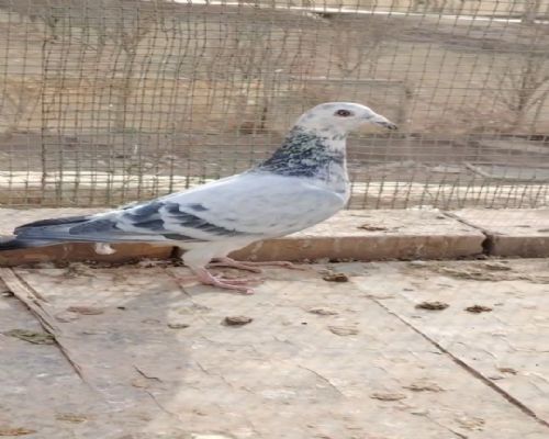 �۰����뻨