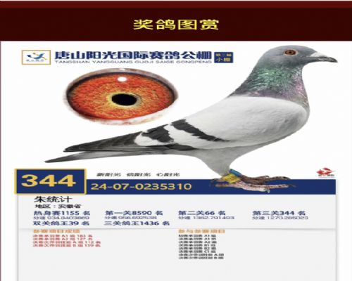 ����55�Ÿ���