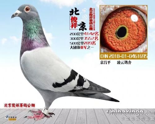 ����55�Ÿ���