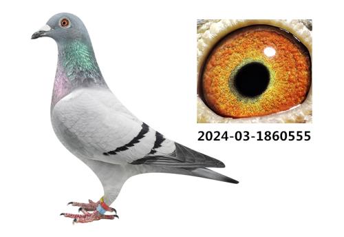 �����Է-����