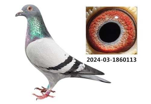 �����Է-����