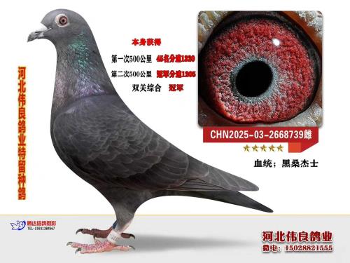 �ӱ�ΰ����ҵ