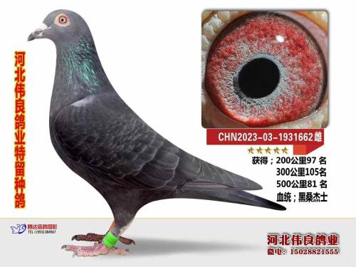 �ӱ�ΰ����ҵ