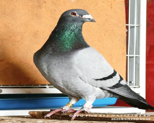 ��Ұ�������