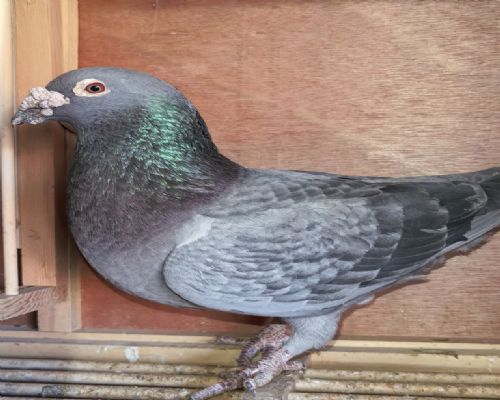 15��ղɭʯ�塣