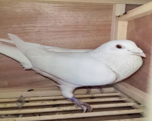 Բ���ϴ�³���ס�