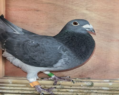 ���š��������������֡�