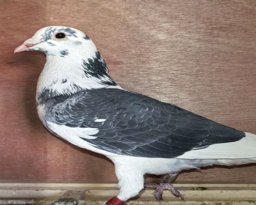 ɣ��ʿ�����罿�ޡ�ʯ��ׯ޻�Ǽ��鸣��