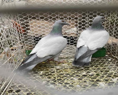 �����Ÿ�Э��