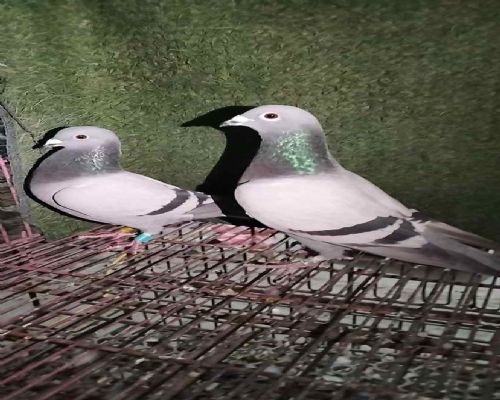 �����Ÿ�Э��