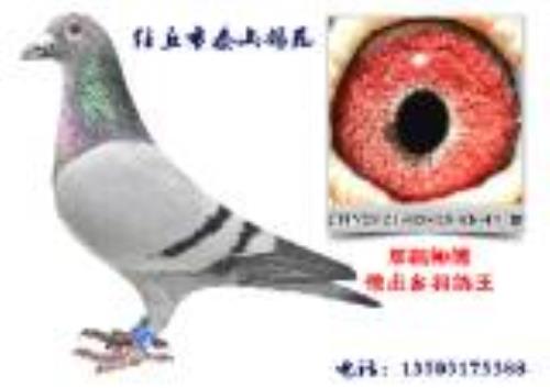 ̩ɽ��Է�������