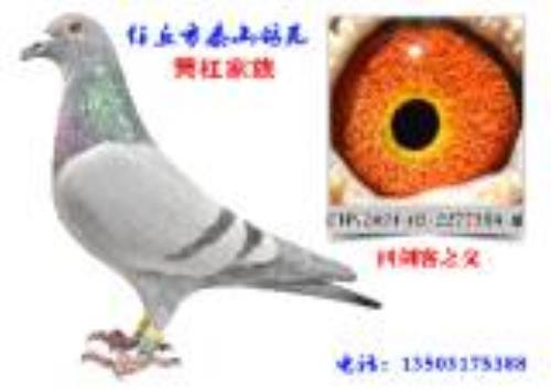 ̩ɽ��Է�������