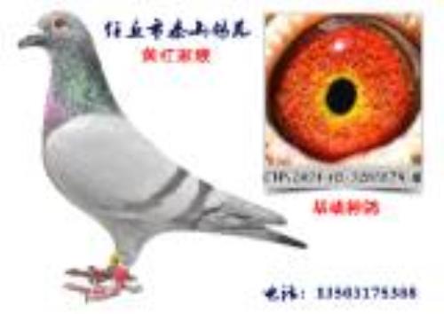 ̩ɽ��Է�������