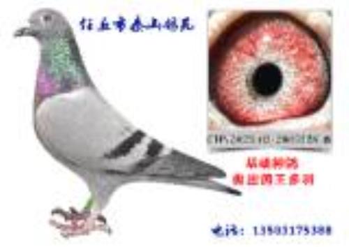 ̩ɽ��Է�������