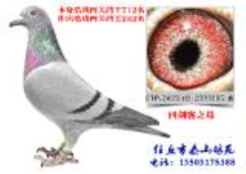 ̩ɽ��Է�������