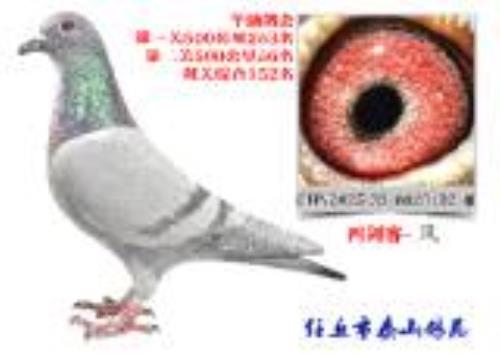 ̩ɽ��Է�������