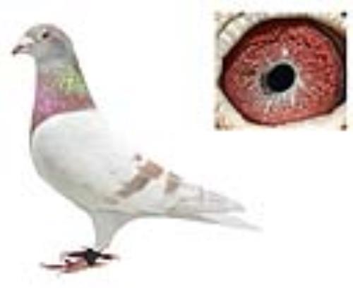 ���ǲ�����