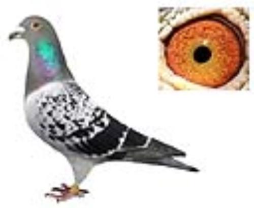 �������ܴ�