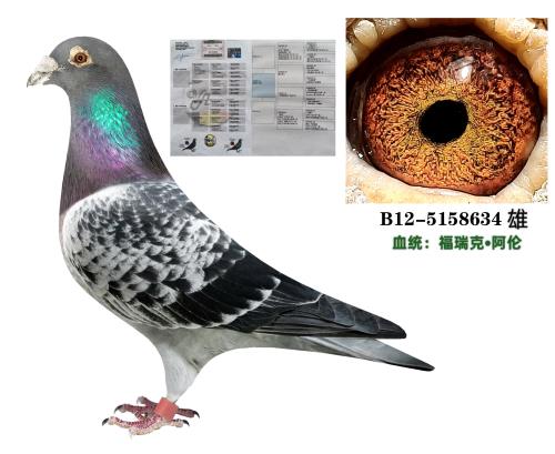 �����-����ԭ����