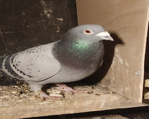 �������