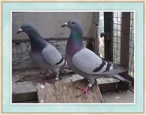 �������ǿ��ջ񽱸�