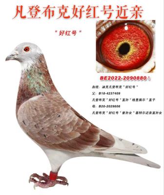 ���ǲ��˺ú��