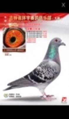 ������ֲ�����