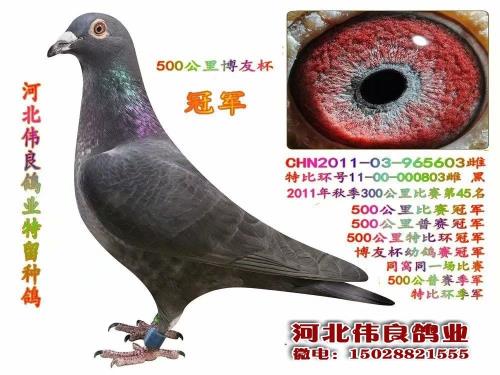 500����ھ���ɣ��ʿ