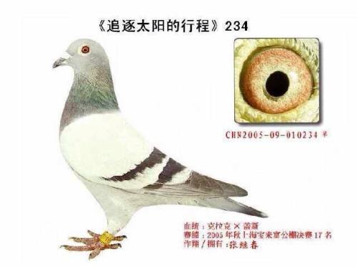 ������ŵ����