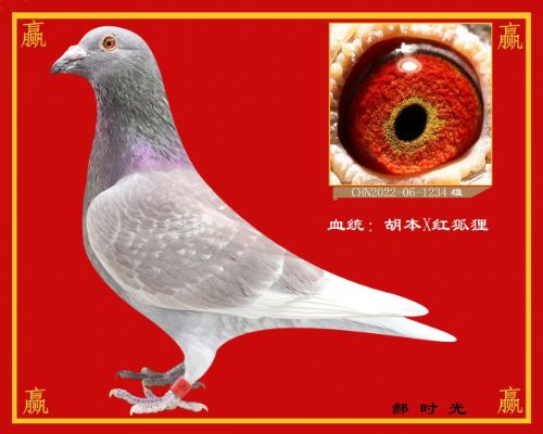 ������ʤ����-��ʱ��