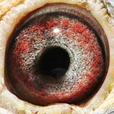 �������׸�Է