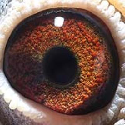 �������׸�Է