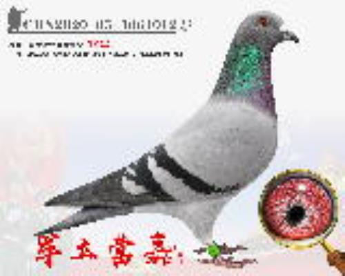 ܊��Ӫ�� ������