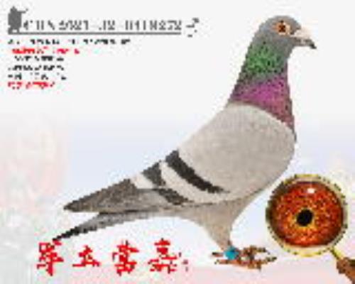 ܊��Ӫ�� ������