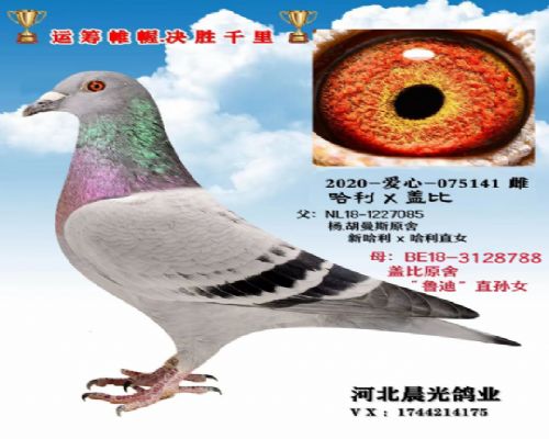 �ӱ�- ���������