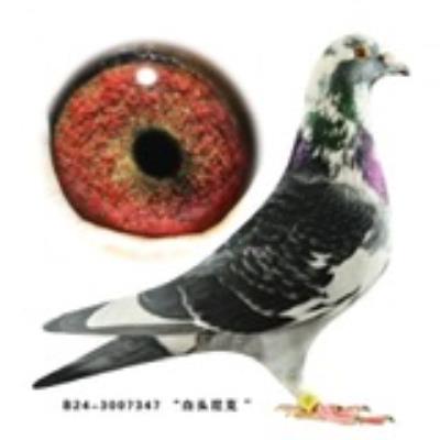 ���Ӹ���