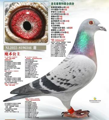 ʤ������-��