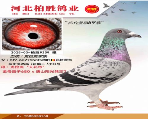 �����˼������˫��59��