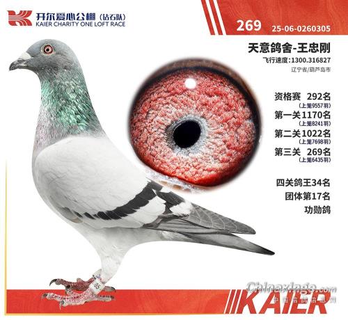 ������ʯ305