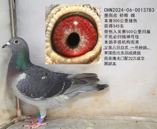 ��˹����.Ұ��