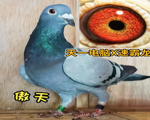 ����X�ٰ���