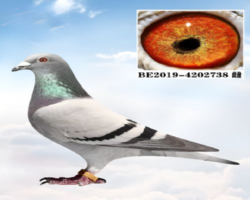 �����Ÿ�