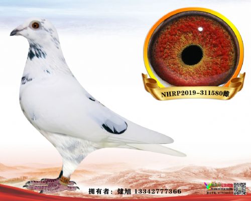 �����Ÿ�