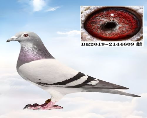 �����Ÿ�