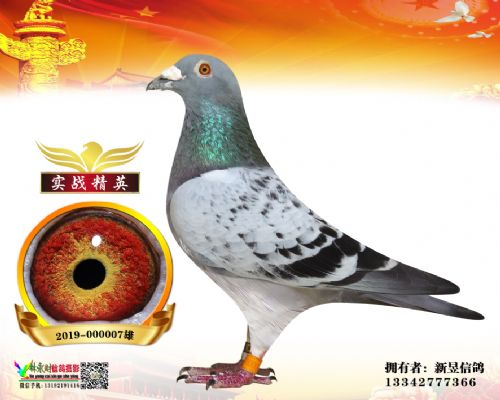 �����Ÿ�